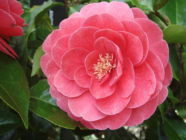 Camellia japonica 'Constance' fleur